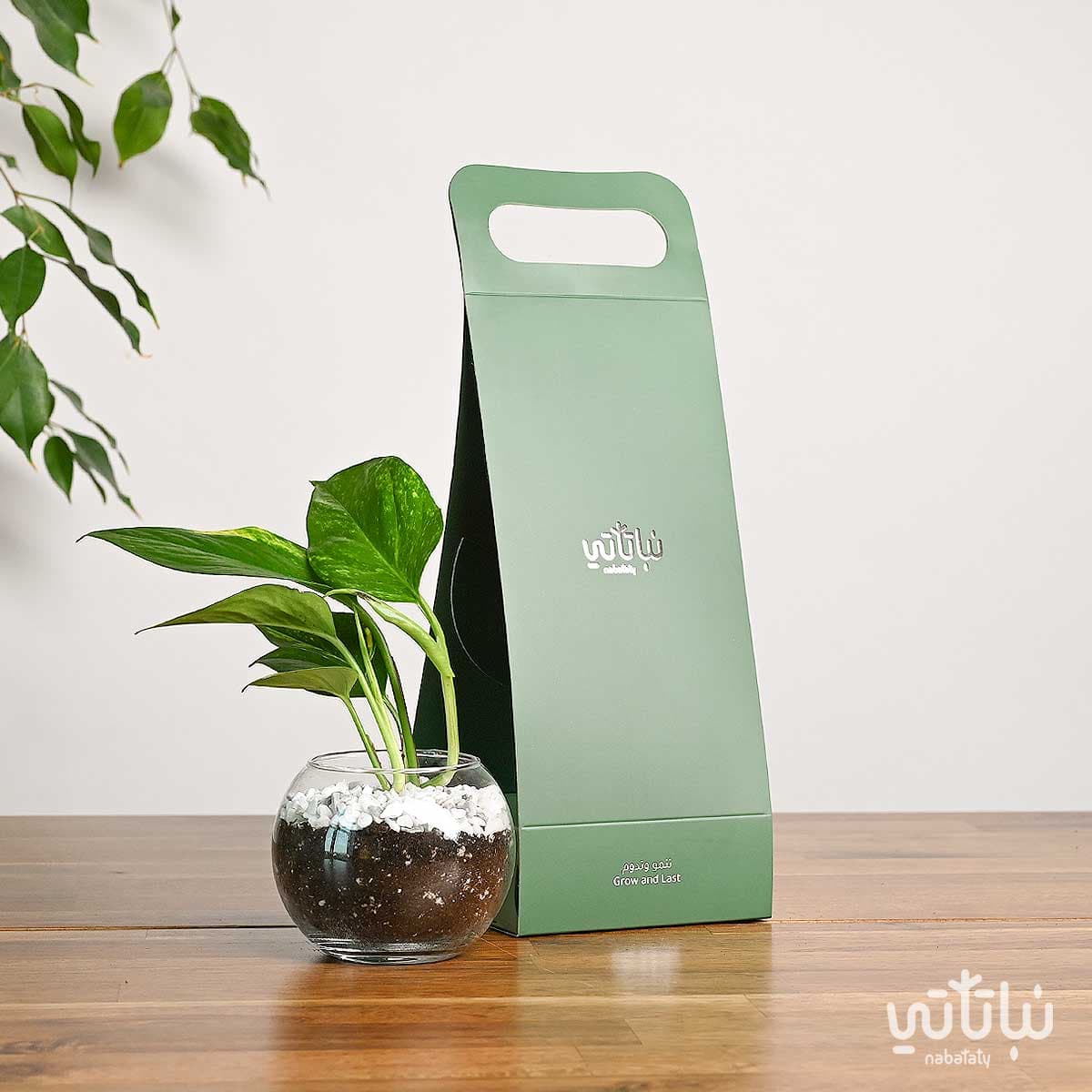 هدية هولدر نبتة البوتس اخضر