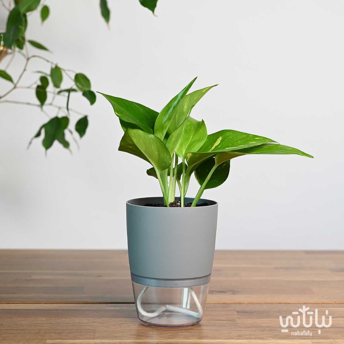 نبتة بوتس في اصيص شفاف ذاتي الري رمادي