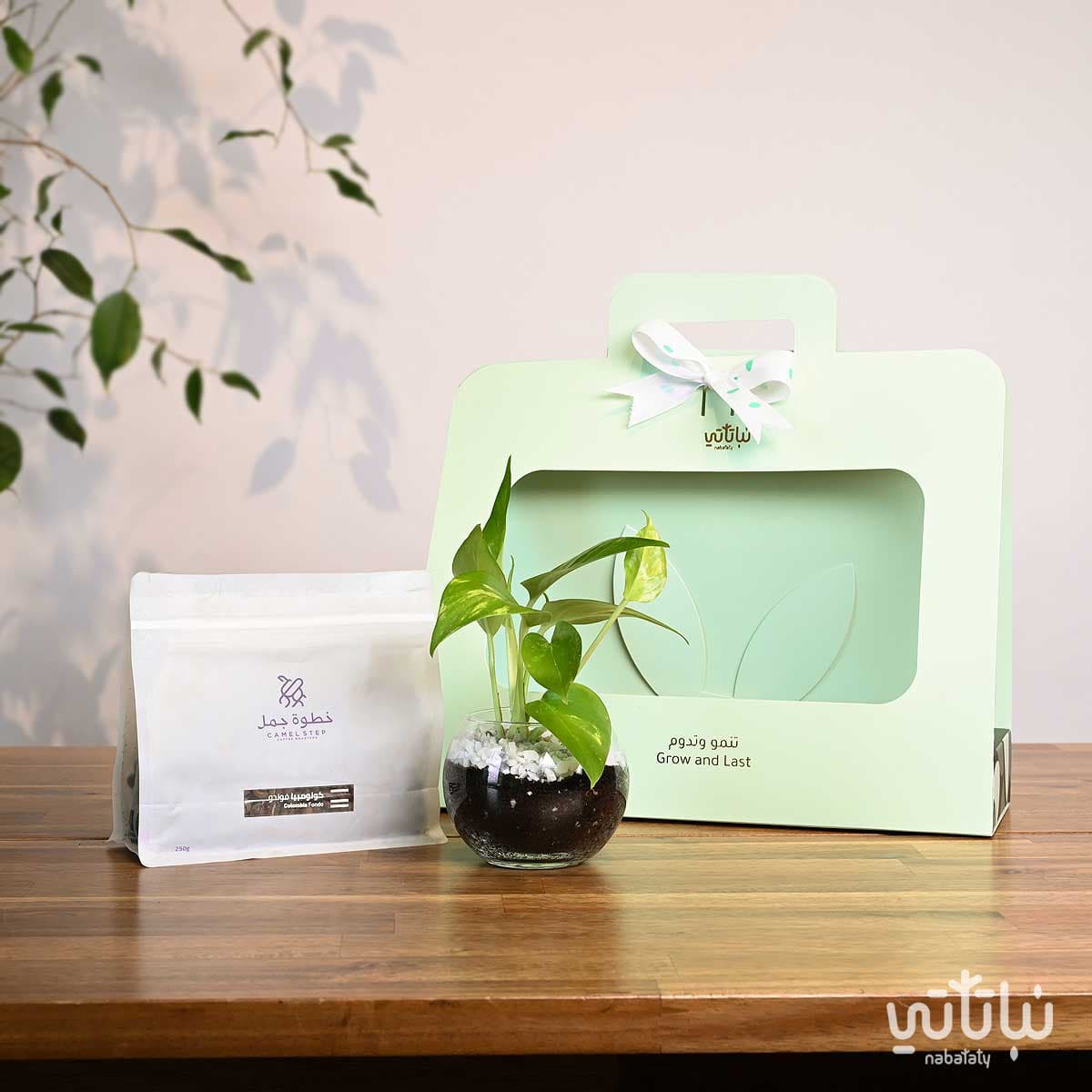 هدية نبتة البوتس اخضر فاتح مع قهوة كولومبيا فوندو