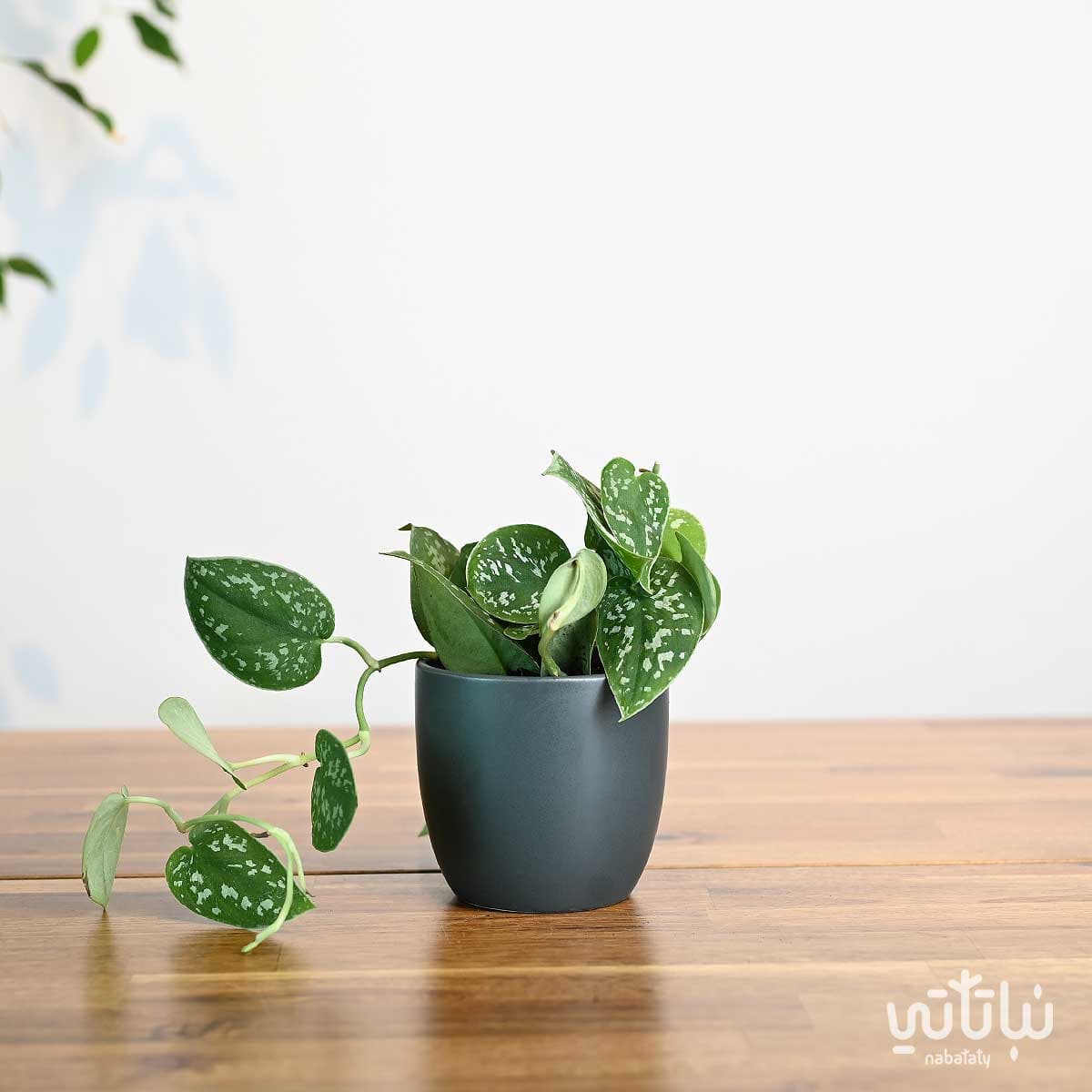 نبتة بوتس بيكتوس في اصيص سيراميك رمادي