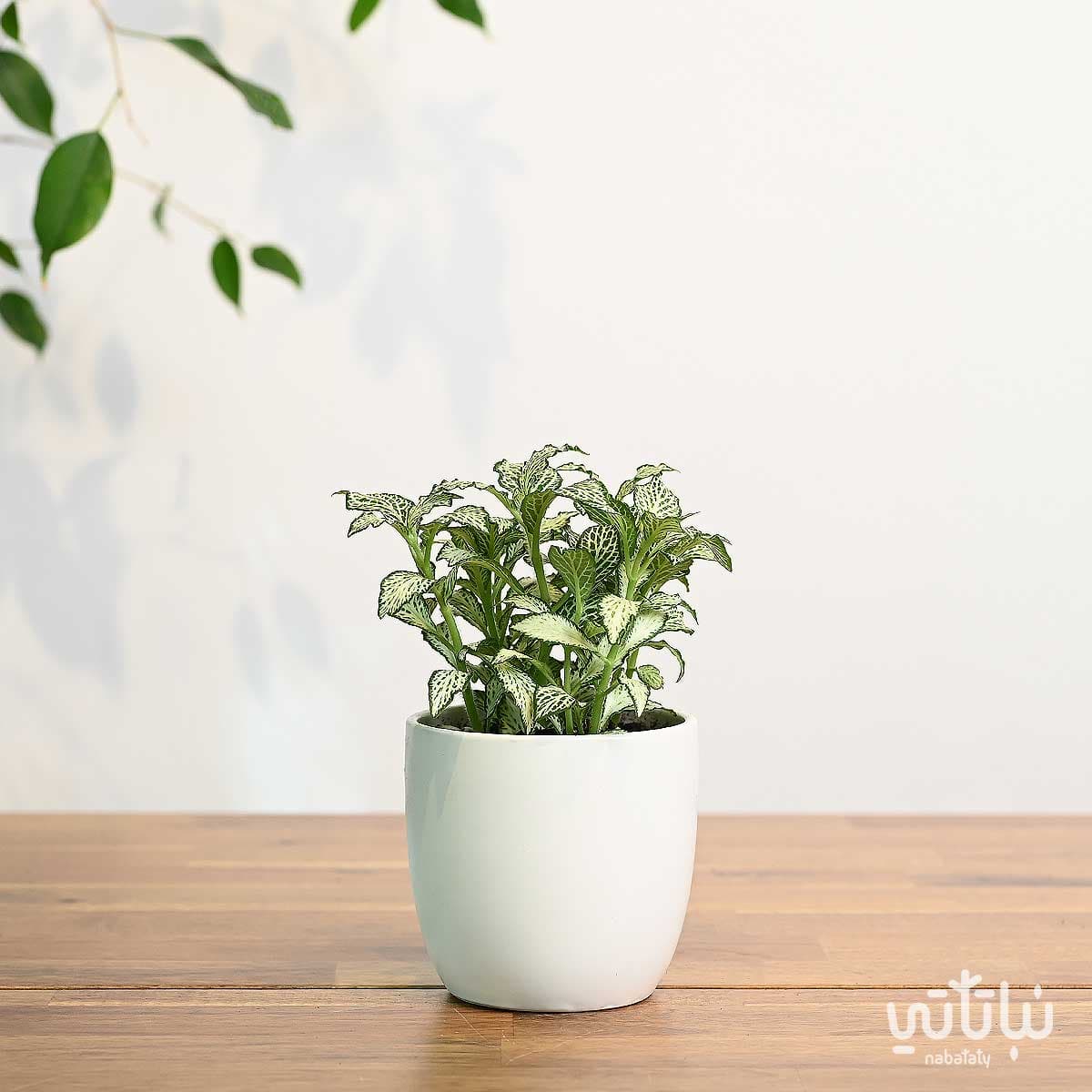 نبتة فيتونيا مبرقشة في اصيص سيراميك ابيض