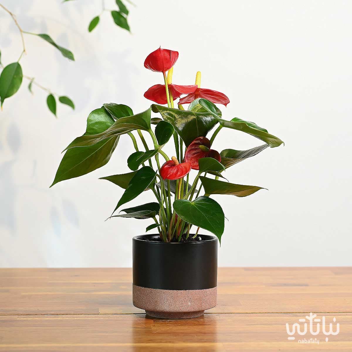 نبتة انتوريوم احمر صغير في اصيص سيراميك اسود