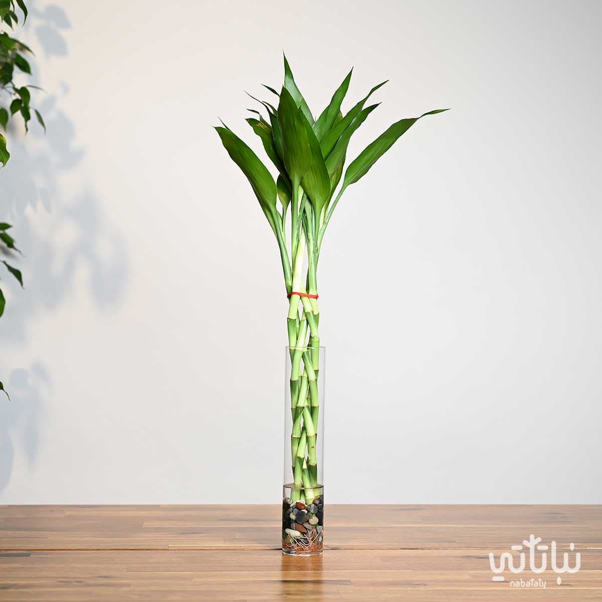 مجموعة بامبو مجدولة صغيرة في فازة اسطوانية 1