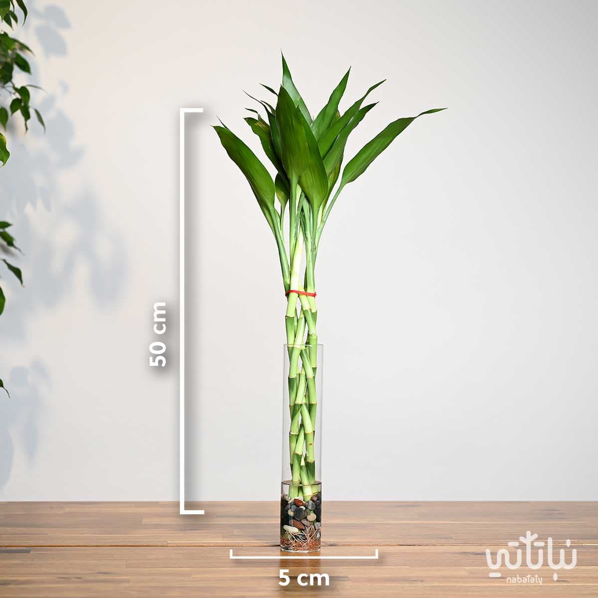 مجموعة بامبو مجدولة صغيرة في فازة اسطوانية 2