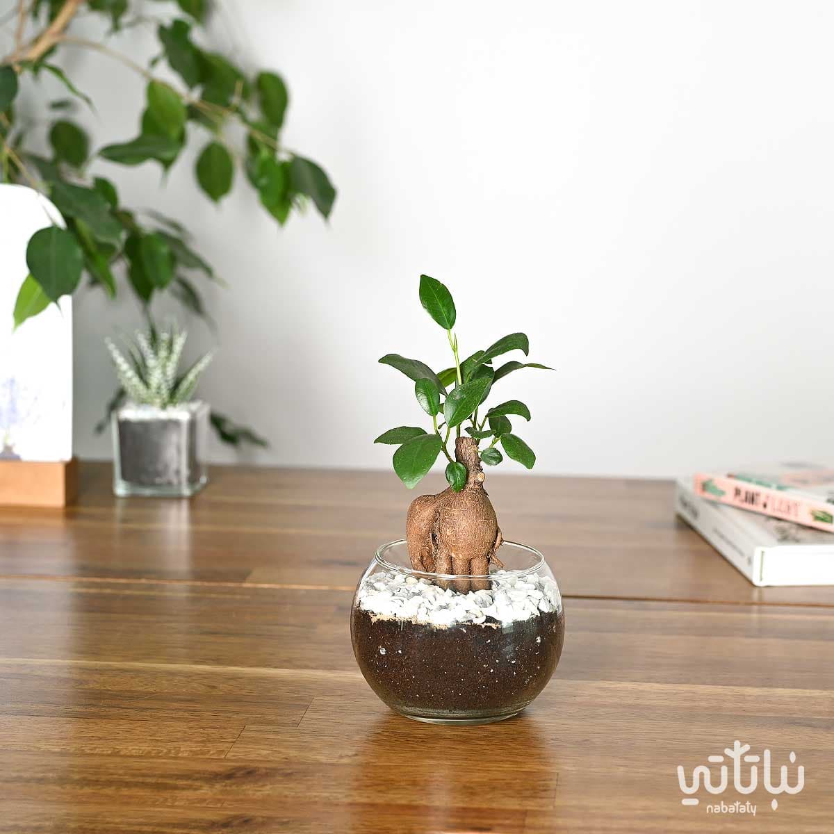 نبتة ميني بونساي في اصيص زجاجي