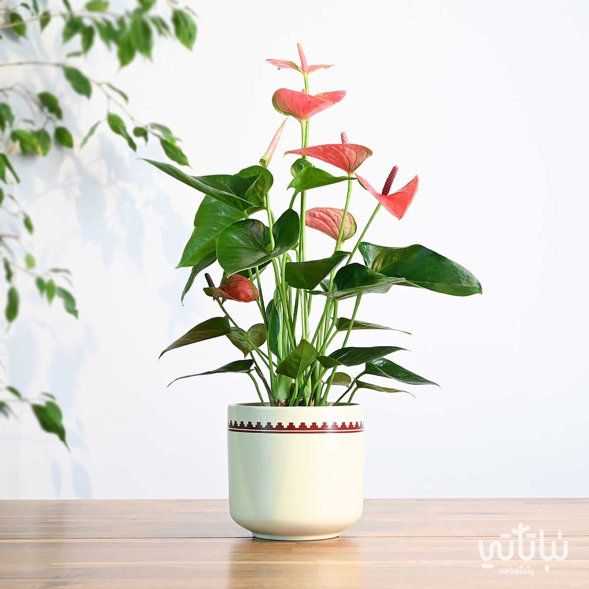 هدية نبتة الانتوريوم الوردي في اصيص نقش نجدي