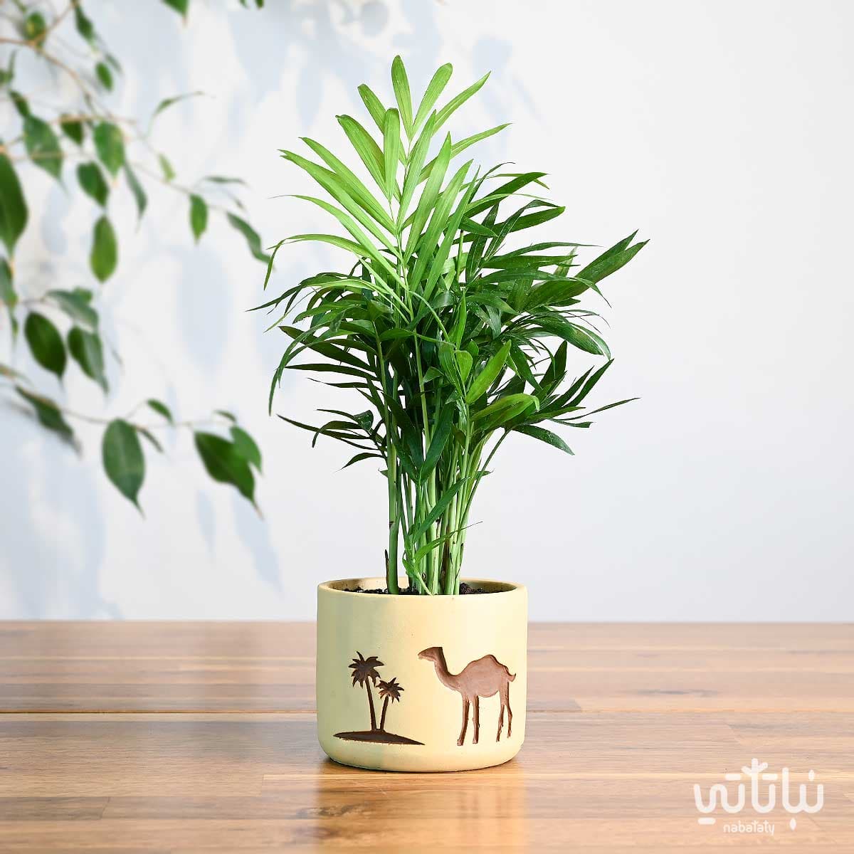 هدية نبتة تشامادوريا في اصيص الجمل والنخلة