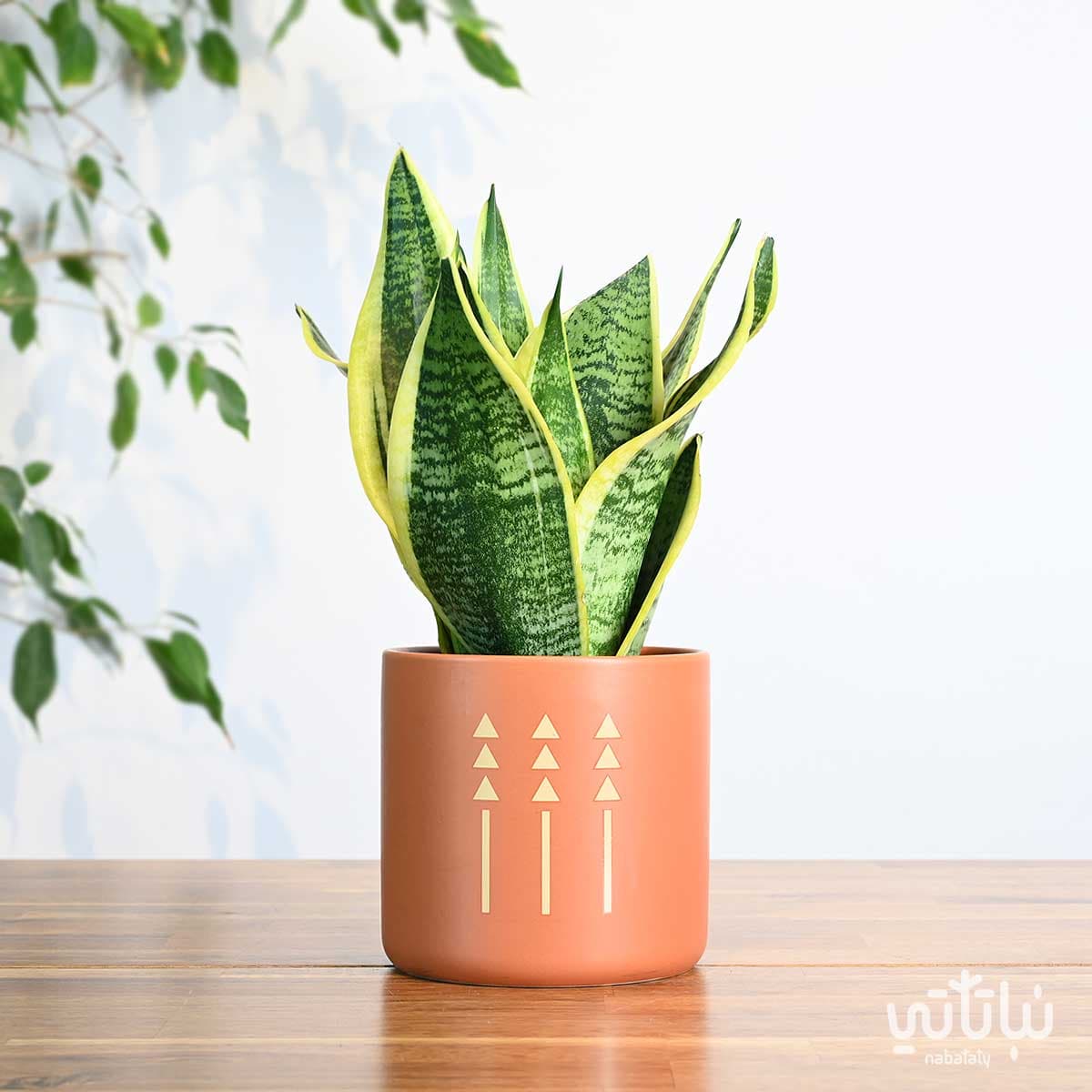 هدية نبتة جلد النمر في اصيص الطراز السلماني 1