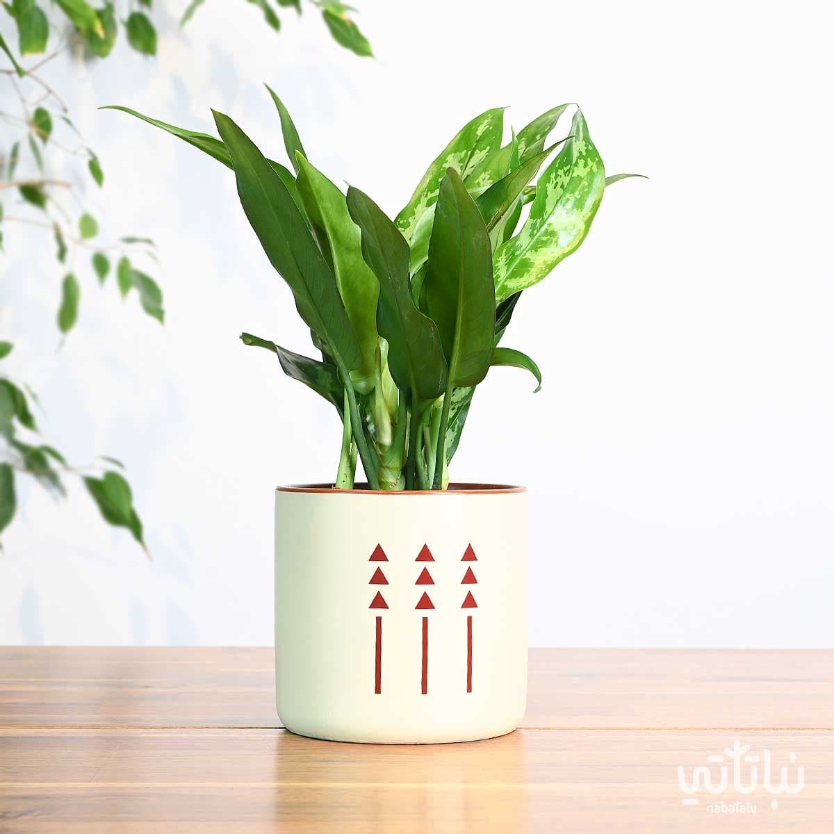 هدية نبتة الاجلونيما في اصيص الطراز السلماني