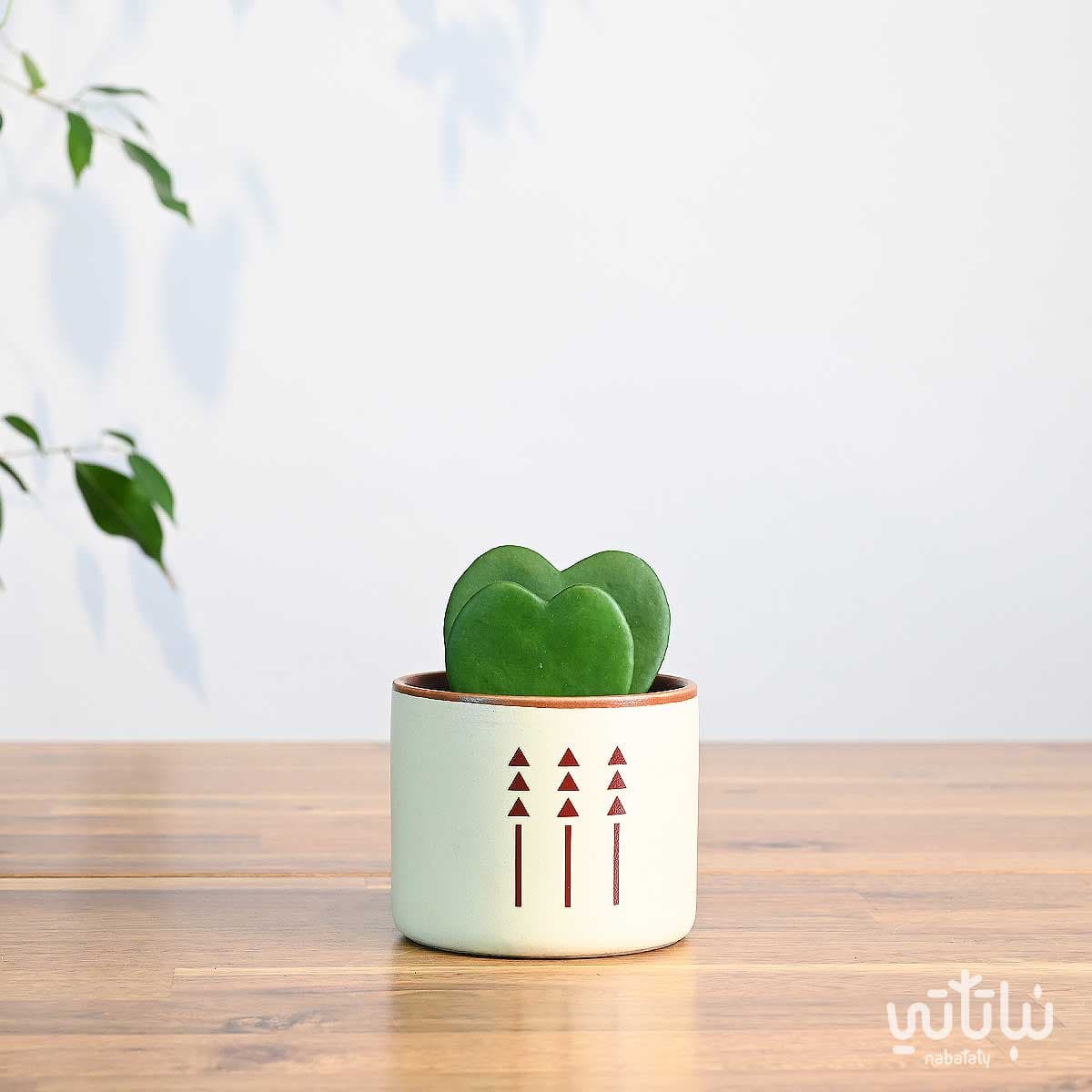 هدية نبتة الهويا دبل في اصيص الطراز السلماني