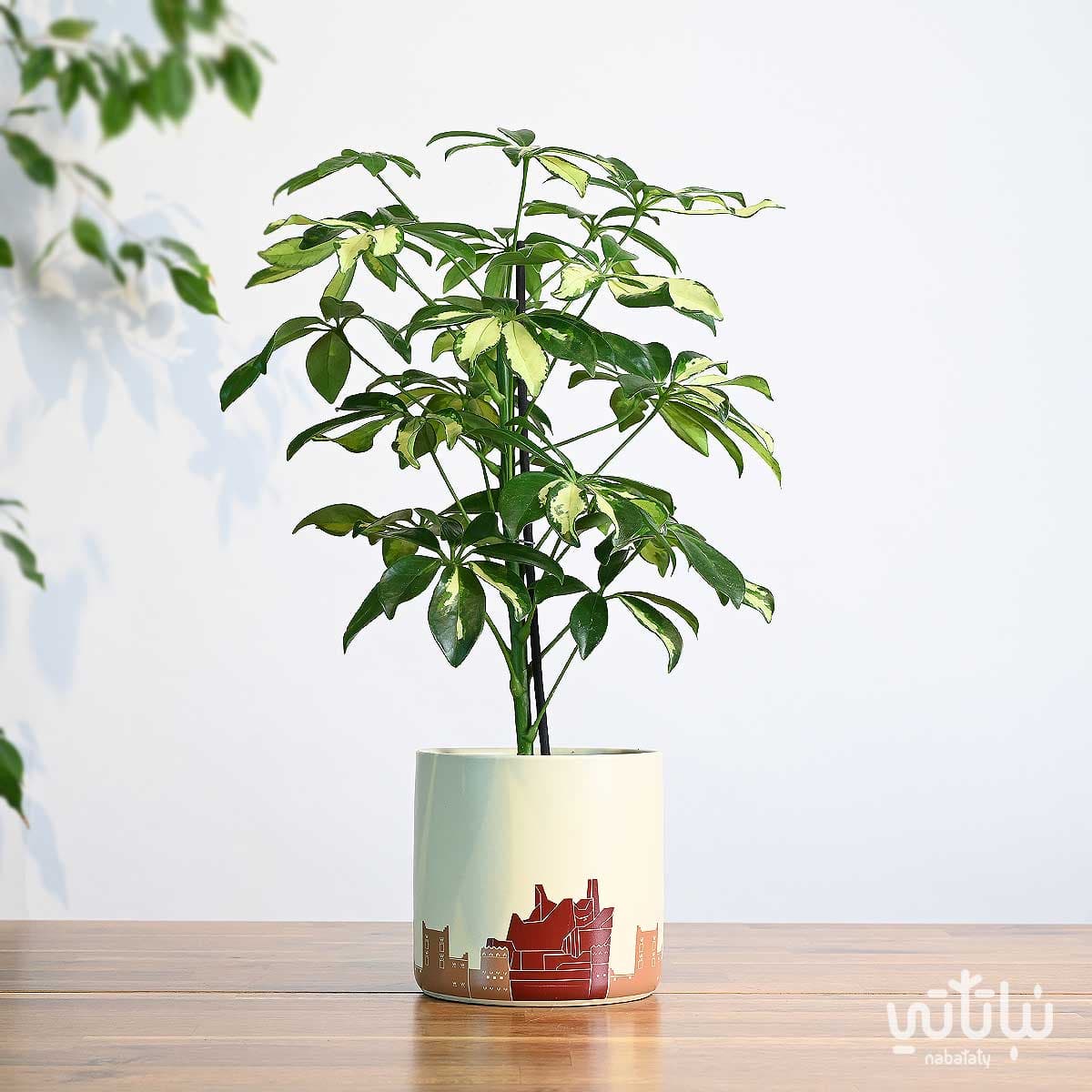 هدية نبتة شفليرا مبرقشة في حوض الدرعية