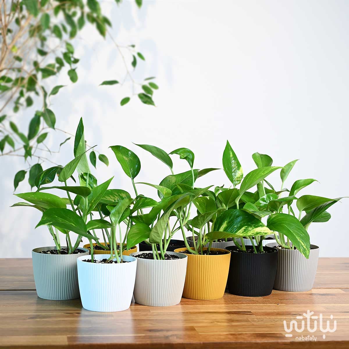 مجموعة توزيعات نبتة البوتس