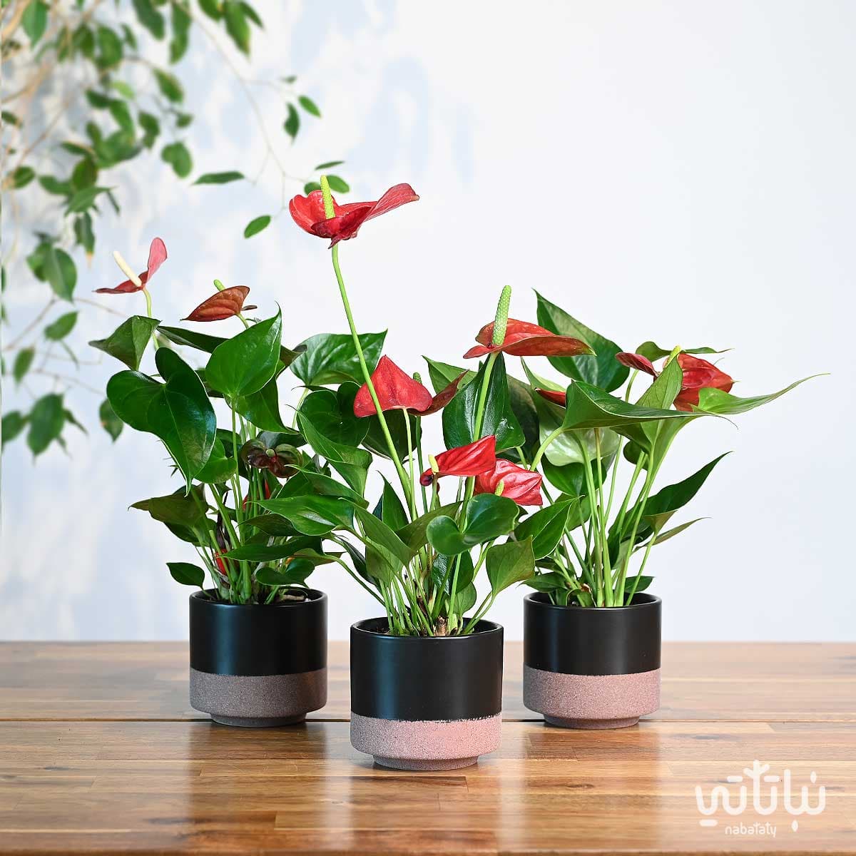 مجموعة نبتة الأنتوريوم الحمراء