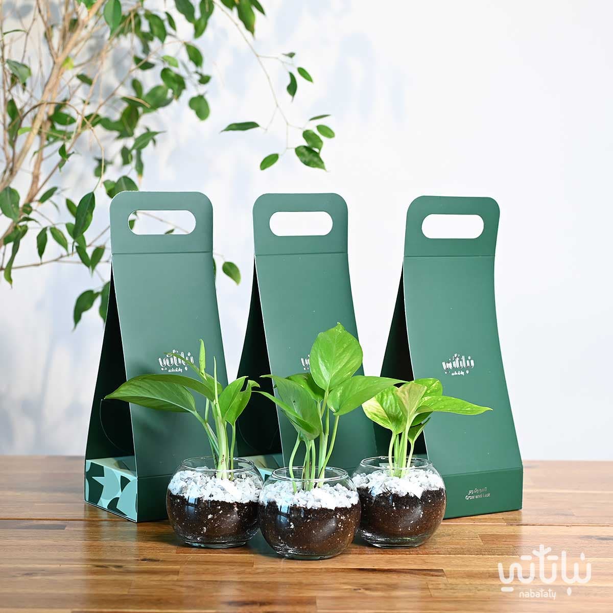 مجموعة هولدر نبتة البوتس