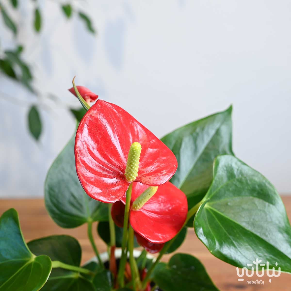 هدية نبتة الانتوريوم في حوض خريطة المملكة 3